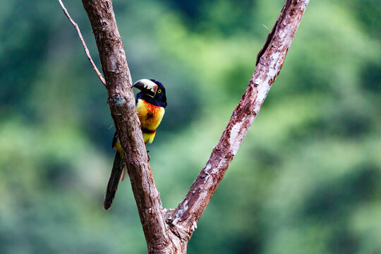 A colorful toucanet bird perched on a tree branch in a lush green forest.