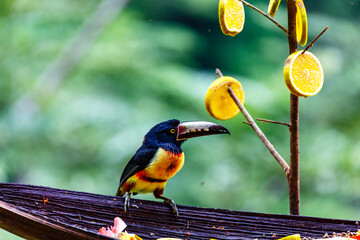 Fototapeta premium A Collared Aracari (Pteroglossus torquatus) perches near fruit slices.