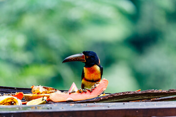 Fototapeta premium A Collared Aracari (Pteroglossus torquatus) eats fruit in a Costa Rican rainforest.