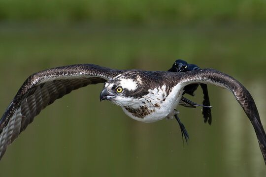 Osprey chased by grackle in flight against natural background