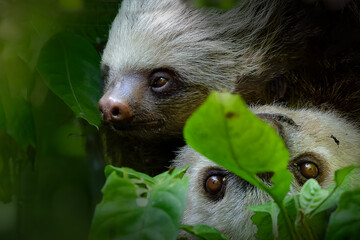 Fototapeta premium Two toed sloth with baby in maternal embrace in tropical forest
