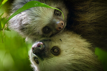 Fototapeta premium Two toed sloth with baby in maternal embrace in tropical forest