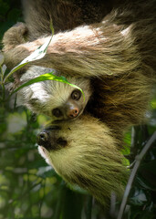 Fototapeta premium Two toed sloth with baby in maternal embrace in tropical forest
