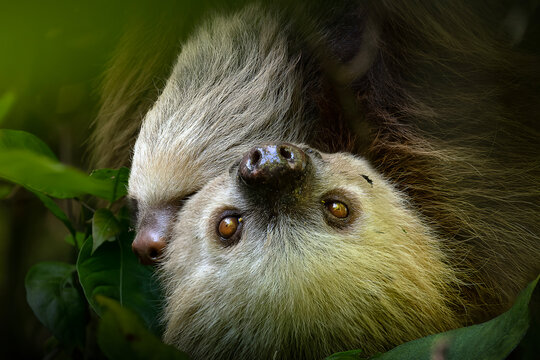 Two toed sloth with baby in maternal embrace in tropical forest