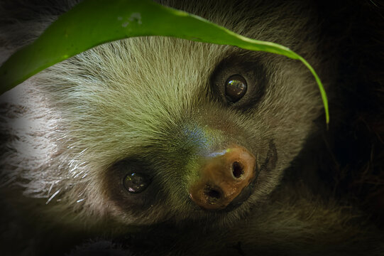 Two toed sloth with baby in maternal embrace in tropical forest