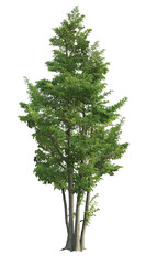 Fototapeta premium Tall Green Tree: Landscape, Nature & Outdoor Decor