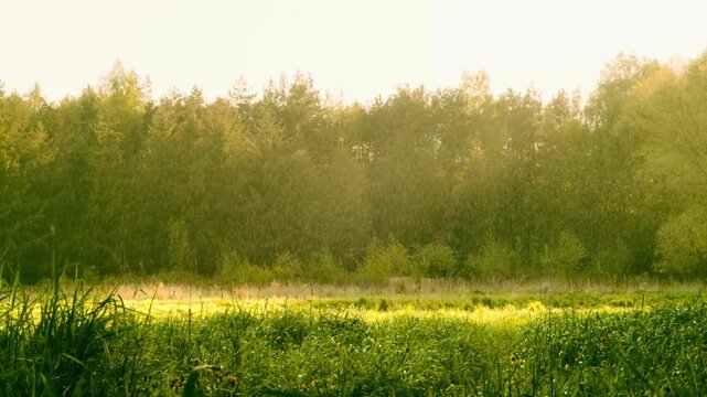 Sunbeams illuminate a lush grassy field during a warm spring downpour against a dark treeline.
