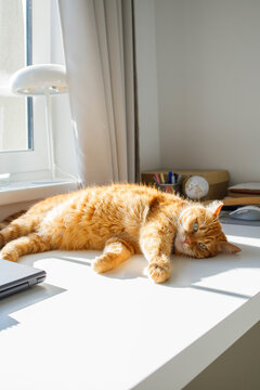 Cute ginger cat lying on the desk near the window at home on a sunny day portrait. Domestic life, life with pets, cats adoption