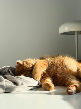 Cute orange cat sleeping on the table at home on a sunny day portrait close up. Domestic life, life with pets, cats adoption