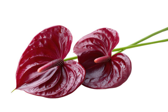 Two deep red anthurium flowers with glossy spathes and spadix stems isolated on transparent background