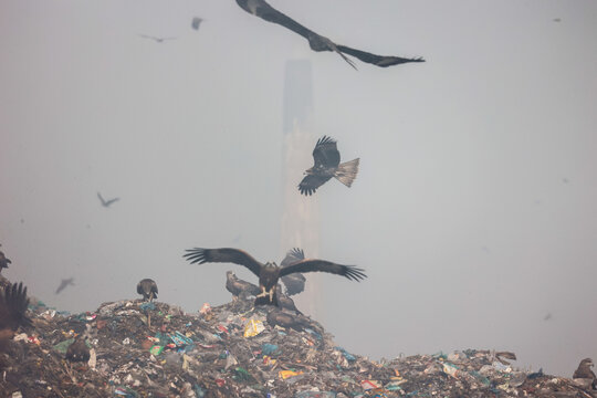Aminbazar, Bangladesh - 21 February 2026: View of black kites flying over a massive landfill site with piles of waste and a tall chimney visible through the thick haze.
