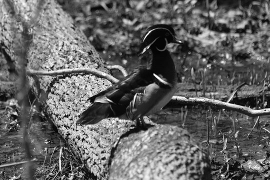 Parc Maritime Nicolet 9 Mai 2026 N&b