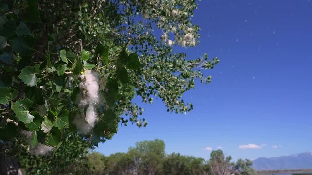 Close up of cottonwood tree as it releases cotton seeds into the air and midge flies rest on the leaves in the breeze.