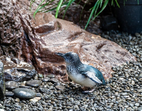Captive Little Blue Penguin standing on wet river stones and pebbles at the International Antarctic Centre in Christchurch, Canterbury, New Zealand in October 2025.