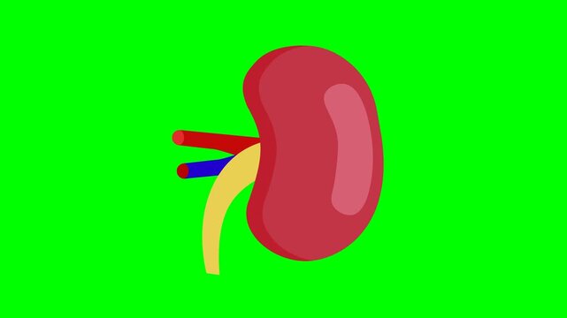 Minimalist 2D animation of a human kidney anatomy with a clean pop-out effect, isolated on a chroma key green.