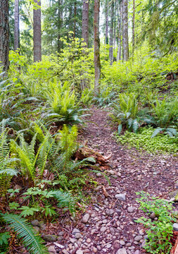 Winding Trail Through Lush Forest at South Lacamas Creek Park in Camas, Washington
