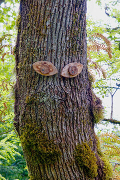 Carved Wooden Eyes on Moss-Covered Tree Trunk at South Lacamas Creek Park in Camas, Washington