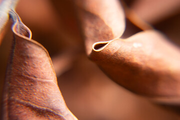 amazing natural beige leaf texture © Patricia Fragoso