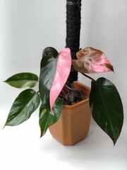 A Pink Princess Philodendron plant - is at the top of manu plant collectors’ wish lists. A gorgeus deep green heart-shapped leaves with bubblegum pink variegation, a unique plant in the world. © Nina