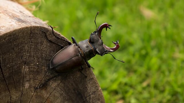 A stag beetle in the wild. Selective focus.
