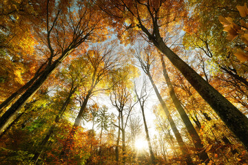 Majestic forest canopy in autumn, with the sun and the illuminated vibrant orange foliage of tall deciduous trees  © Smileus