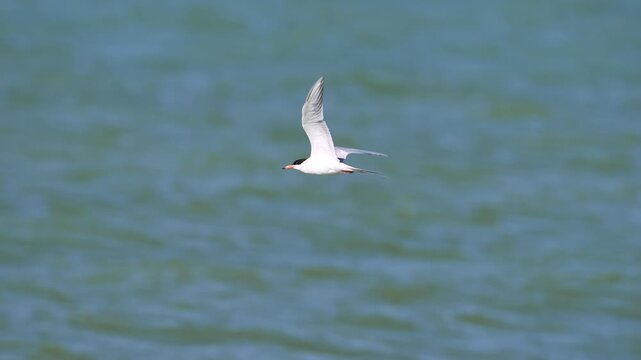 Common Tern flying in slow motion over Utah Lake on sunny day.