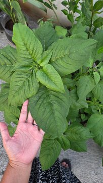 mint leaves in the garden