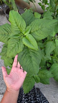 mint leaves in the garden