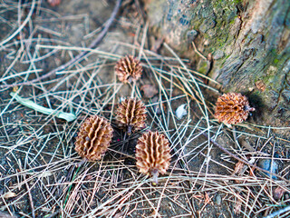 Fototapeta premium Small brown cones from a she-oak tree lying on the forest floor amid fallen dry pine needles and natural soil