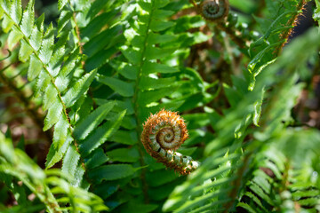 Obraz premium New fiddlehead growing in middle of sword fern plant with fresh green fronds surrounding it in forest woodland dappled spring sunlight, as a nature background 