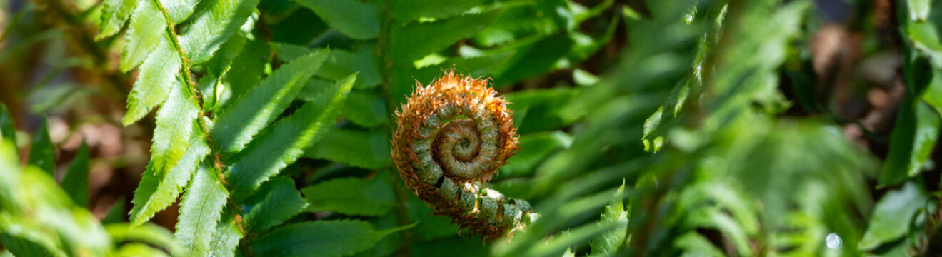 New fiddlehead growing in middle of sword fern plant with fresh green fronds surrounding it in forest woodland dappled spring sunlight, as a nature background
