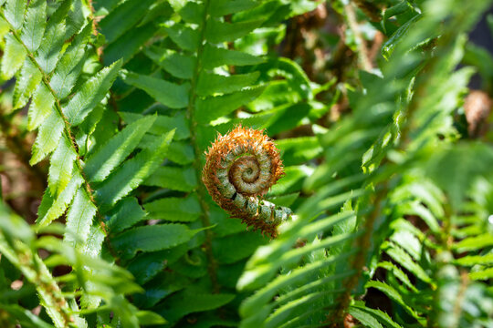 New fiddlehead growing in middle of sword fern plant with fresh green fronds surrounding it in forest woodland dappled spring sunlight, as a nature background

