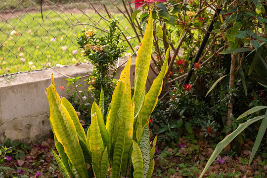 Planta Espada de S&atilde;o Jorge - Dracaena trifasciata