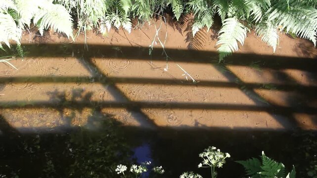 Aquatic bugs skating on peaceful forest creek with linear shadow patterns