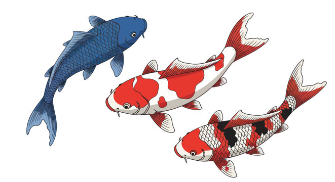 Colorful Koi Fish Swimming Together.