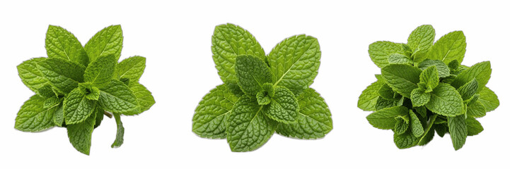 Isolated set of fresh aromatic organic green mint leaf sprigs on white background, raw botanical herb ingredient collection for refreshing culinary recipe, beverage garnish and medicine concept © Stock