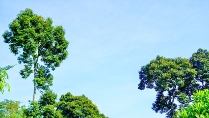 Fototapeta premium ⁠Fresh natural background showing a lone green tree under a bright summer sky