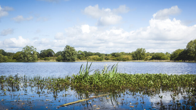 Tranquil Wetland Reflections at Arcot Pond in Cramlington&rsquo;s Nature Reserve Landscape, Northumberland, May 2026
