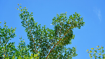 Fototapeta premium Beautiful crown of a tropical tree showing its unique layered structure beneath the sky