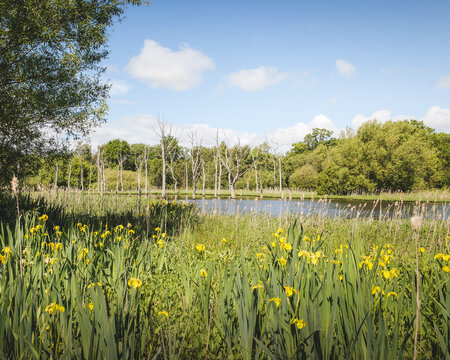 Tranquil Wetland Reflections at Arcot Pond in Cramlington&rsquo;s Nature Reserve Landscape, Northumberland, May 2026