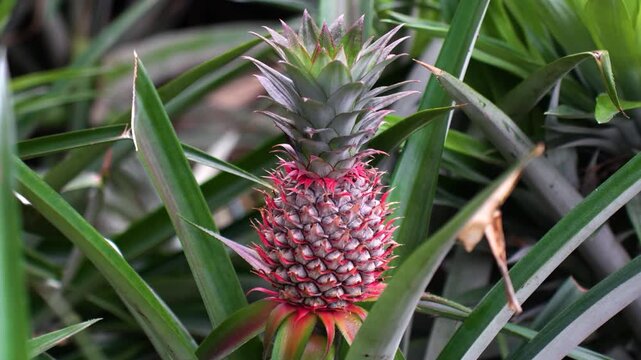 View of a young reddish-pink pineapple growing on a plant with long spiky green leaves in a tropical plantation in Madhupur, Dhaka Division, Bangladesh.