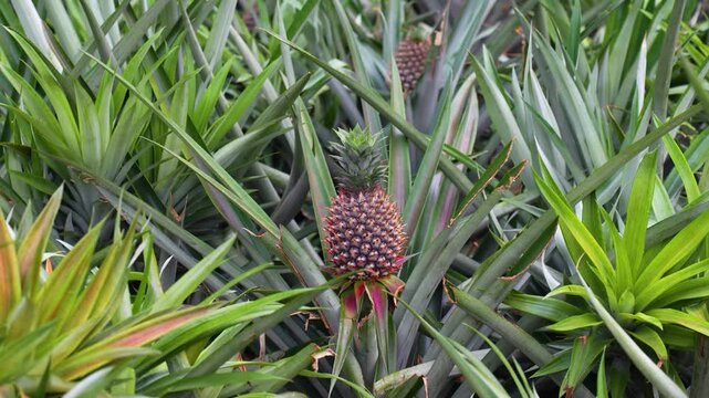 View of pineapples growing in a lush plantation with spiky green leaves and ripening fruit in Madhupur, Dhaka Division, Bangladesh.