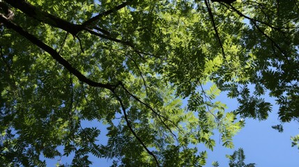 Fototapeta premium Green Tree Foliage, Leaves, Canopy, Branches, Nature, Sky, Blue, Fresh, Growth and Outdoor Landscape Viewed from Low Angle Under Clear Daylight Conditions