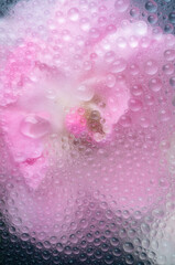 Fototapeta premium Abstract Close up of Cool Pink Roses with Water Drops All Over Surface