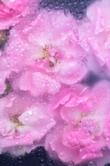 Fototapeta premium Abstract Close up of Cool Pink Roses with Water Drops All Over Surface