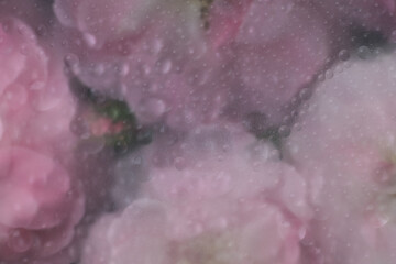 Fototapeta premium Abstract Close up of Pink Rose with Water Drops All Over Surface
