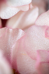 Fototapeta premium Close up of beautiful Delicate Pink Petals of Butterfly Ranunculus Ariadne