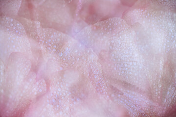 Fototapeta premium Close up of beautiful Delicate Pink Petals of Butterfly Ranunculus Ariadne