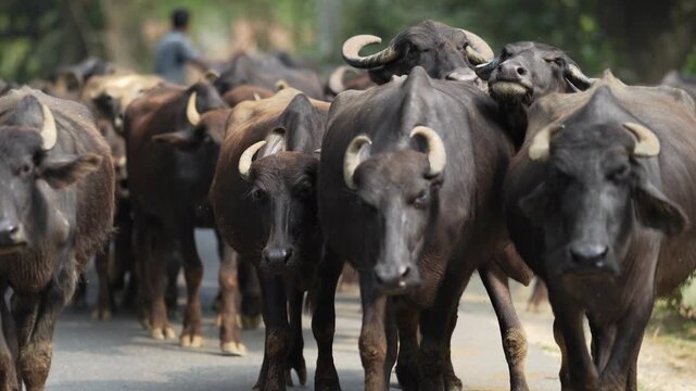 View of a herd of water buffaloes walking along a paved road with a person in the background near green trees in Rajshahi, Rajshahi Division, Bangladesh.