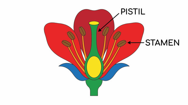Flower Anatomy Showing Reproductive Structures
